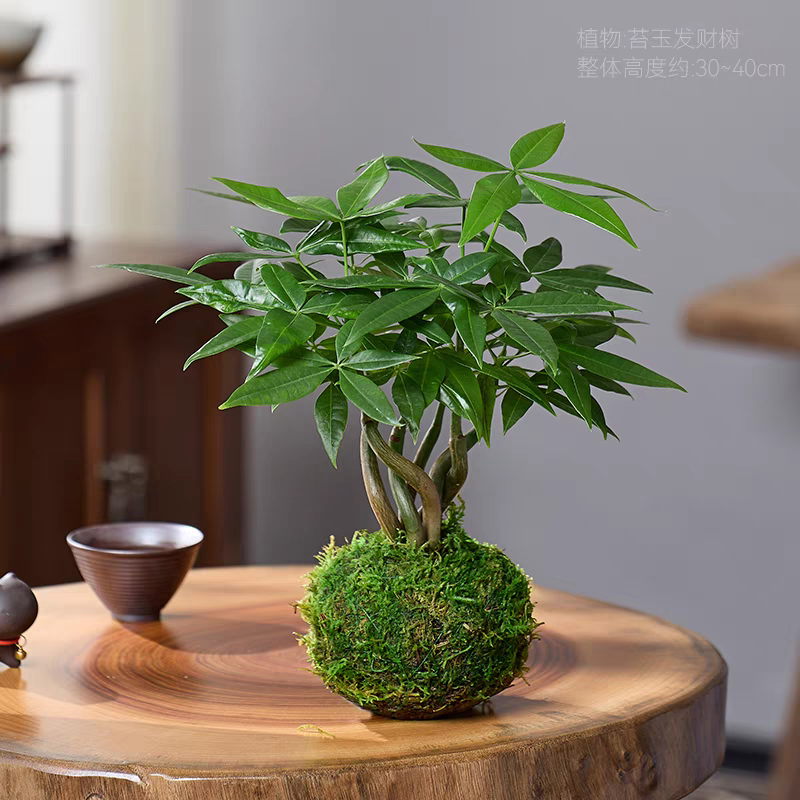 发财树苔藓球盆栽绿植客厅茶桌办公桌面四季常青室内耐荫净化