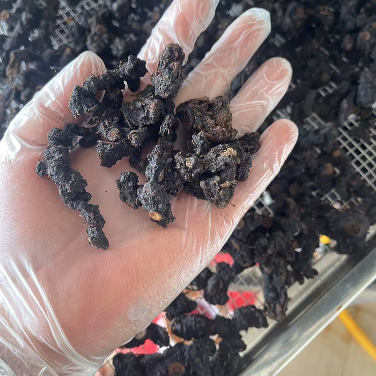 多花倒苗老虎姜 仙人余粮（试吃装）