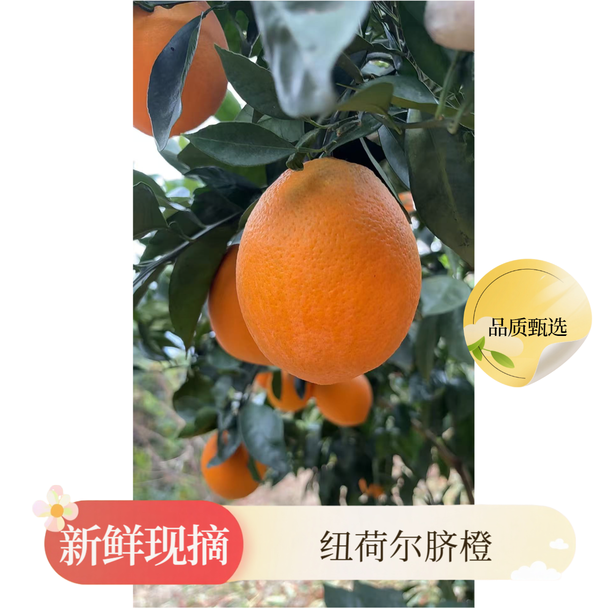 正宗赣南脐橙新鲜现摘细嫩多汁应季水果产地直发维C水果