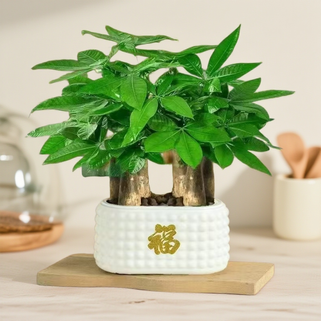 6杆发财树盆栽易活植物室内客厅小盆景四季常青内盆栽花卉王