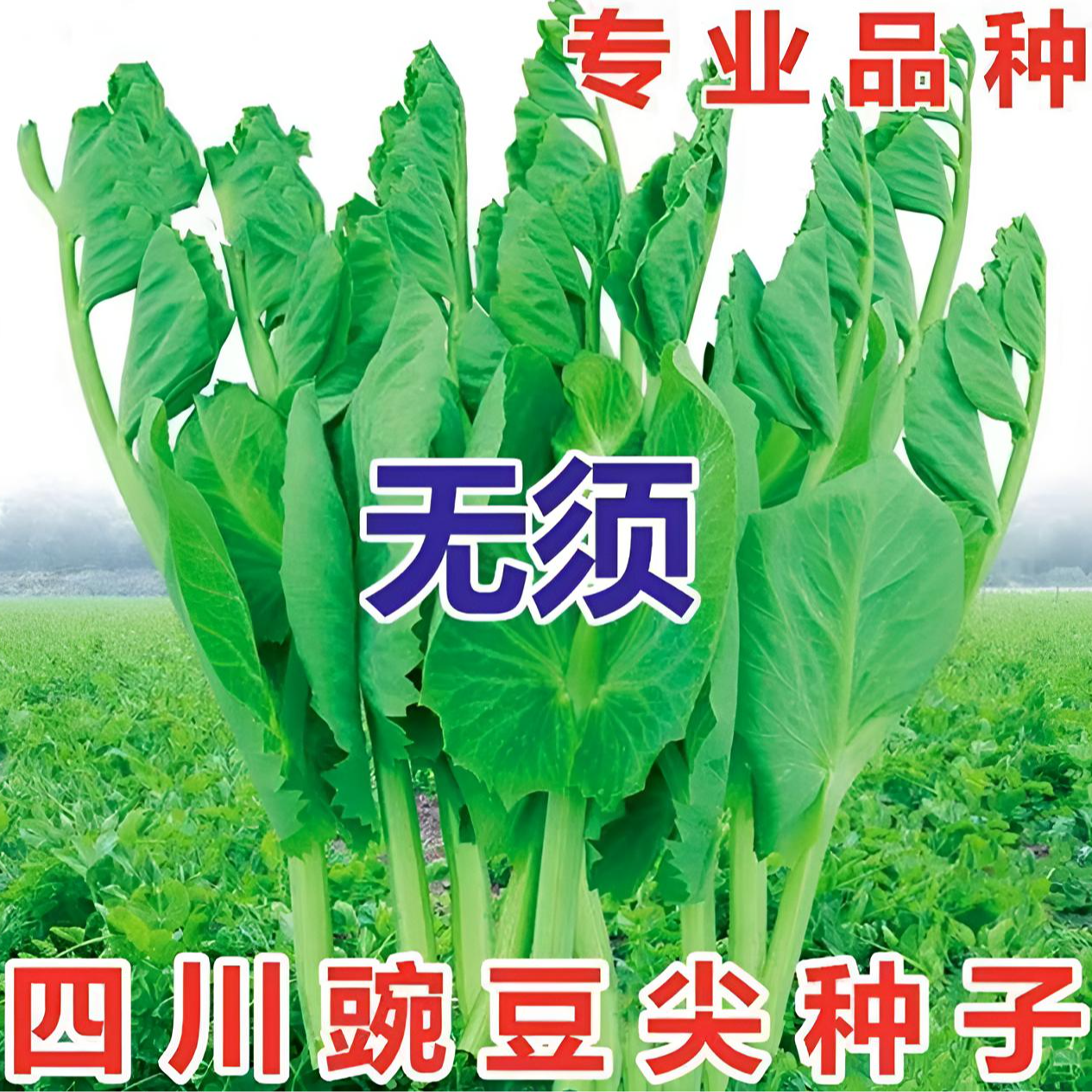 大叶无须豌豆尖种子豌豆苗种籽碗豆颠荷兰豆四川秋冬盆栽蔬菜种子