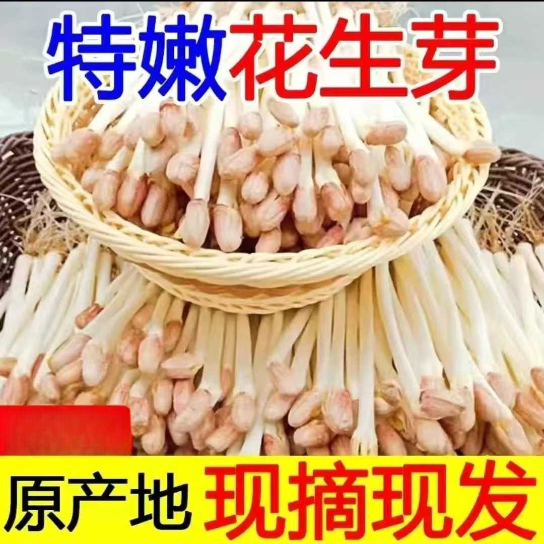 【现摘现发】新鲜花生芽新鲜蔬菜可吃花生豆芽菜食用花生苗芽苗菜