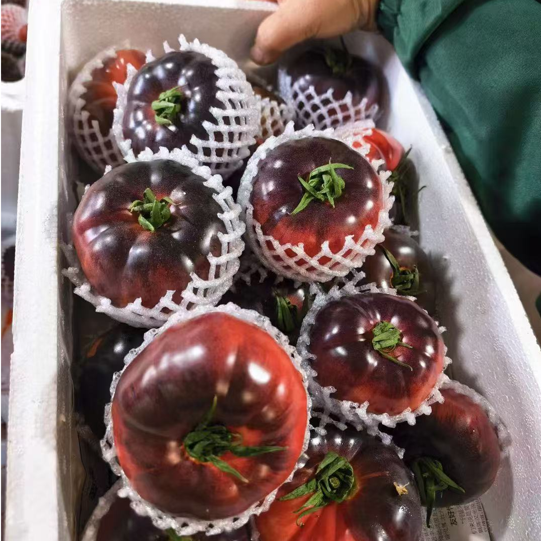山东寿光新鲜西红柿紫罗兰马蹄番茄新鲜采摘产地直发