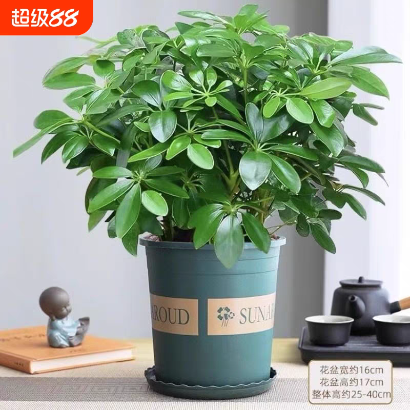 鸭脚木【八方来财】绿植盆栽室内客厅土培水培四季花卉招财树