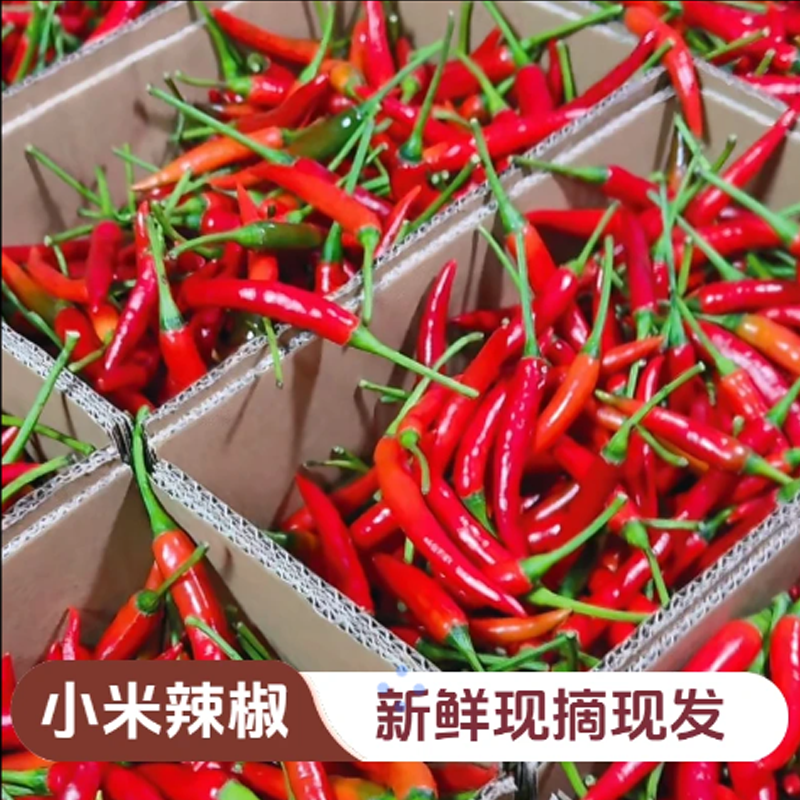 【限量抢9斤】巨辣新鲜现摘小米辣椒朝天椒辣椒红辣椒批发100g包邮