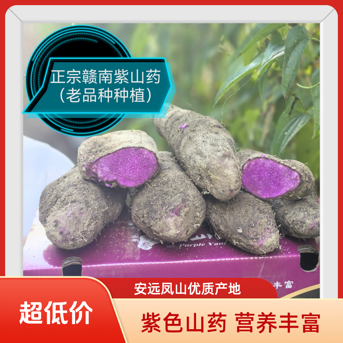江西赣南现挖新鲜赣南紫山药紫玉淮山营养蔬菜