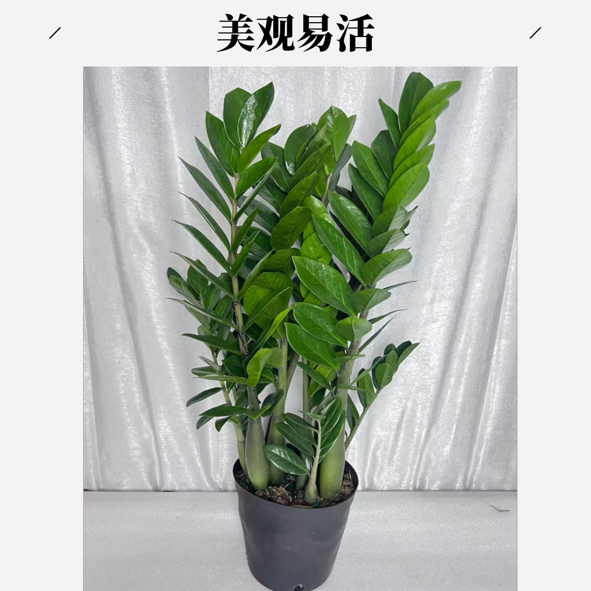 精品18规格金钱树绿植家庭办公室店铺易养活净化【原盆破损不理赔】