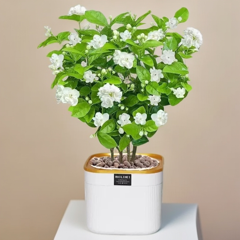 【带花发货】60-70浓香型重瓣茉莉花盆栽可净化空气适合室内阳台种
