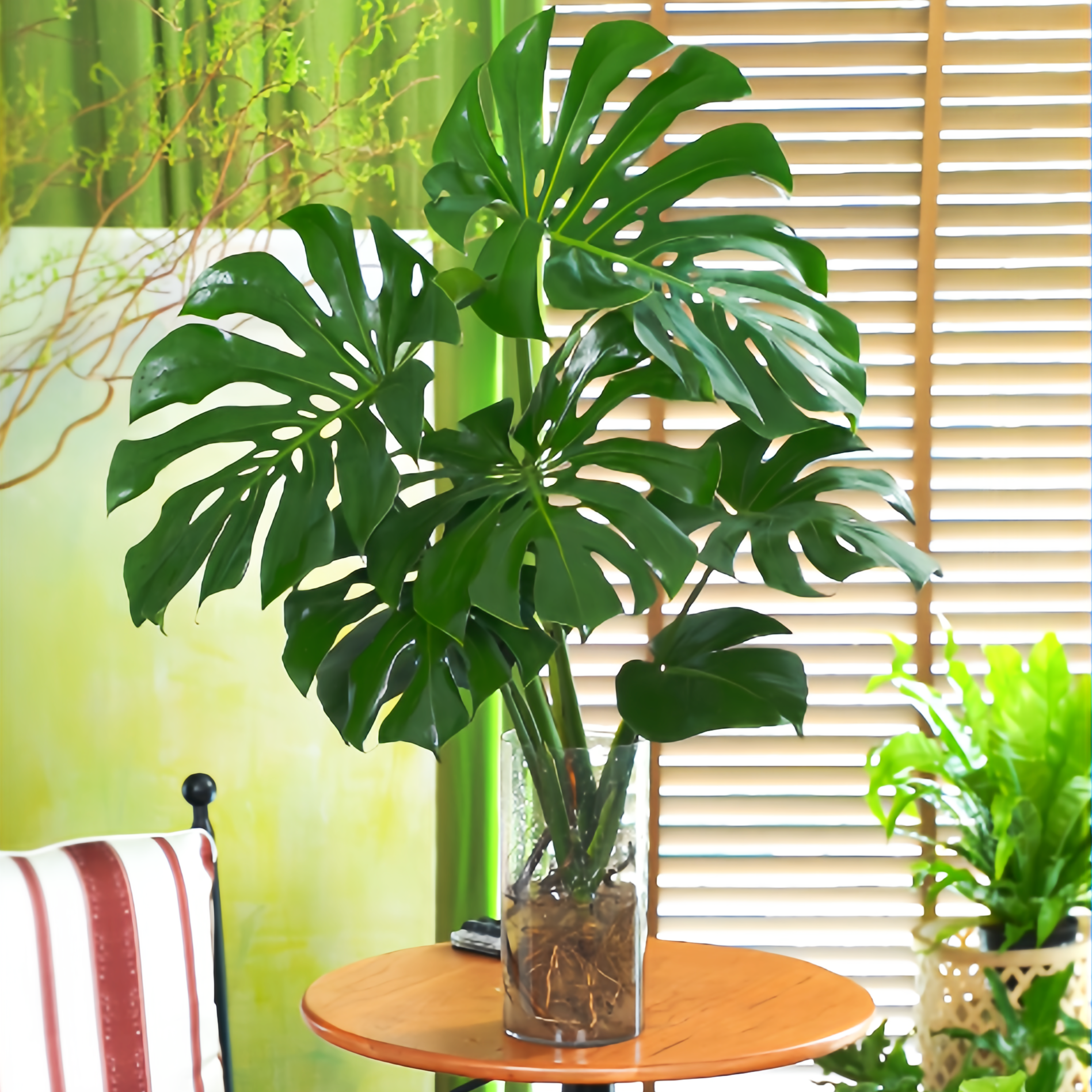 巨大叶片独杆老桩龟背竹水培室内耐阴耐养观赏网红热植北欧ins风