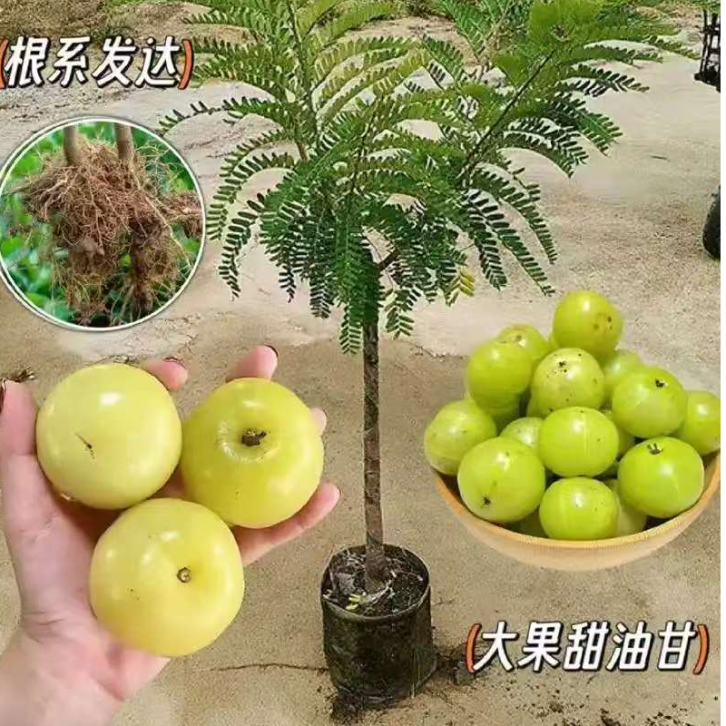 正宗大果甜油甘果树苗南北方四季可种庭院盆栽均可结果