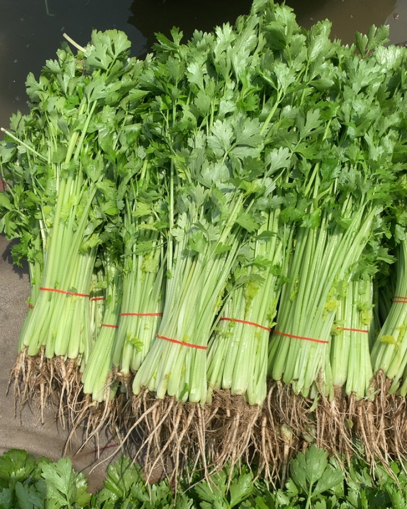 【农户自留地】苏北本地农户自种露天新鲜药芹菜香芹当天采摘现发