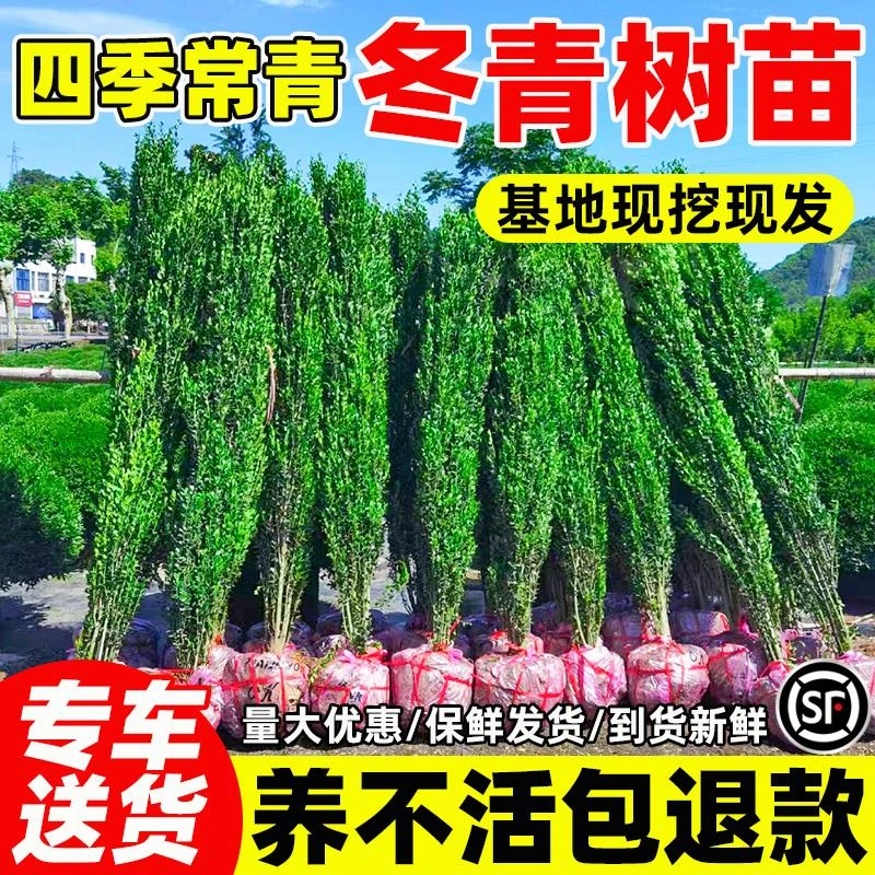 冬青树苗法国北海道黄杨直立篱笆墙庭院围墙植物四季常青耐寒绿篱