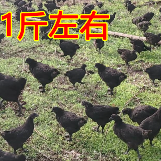 纯种五黑一绿鸡山间散养宠物鸡一斤左右发货【包邮】