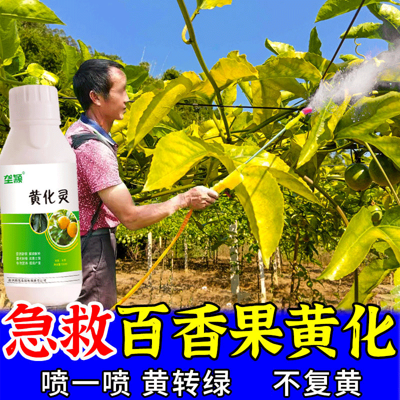 【急救黄化】百香果黄化病黄叶病卷叶病黄龙病毒病百香果专用叶面肥