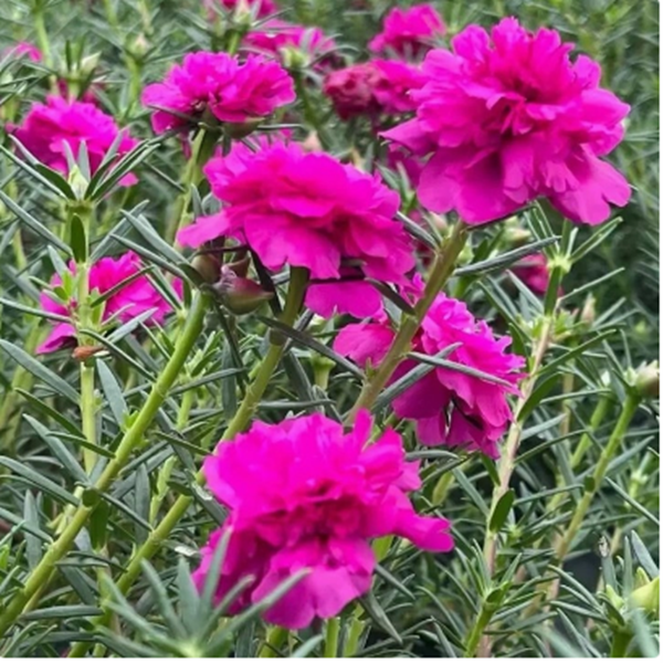 玫红王重瓣太阳花苗带根盆栽苗喜阳植物带花苞室内阳台