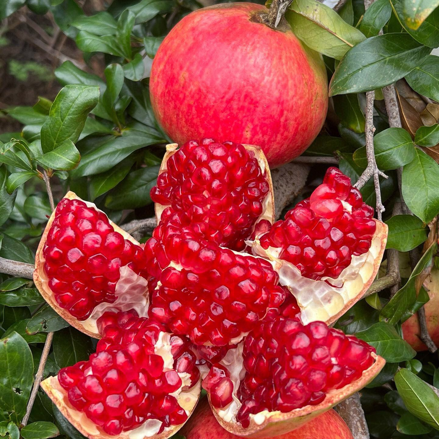 【溯源专属】不用吐籽的报恩石榴四川会理突尼斯软籽石榴