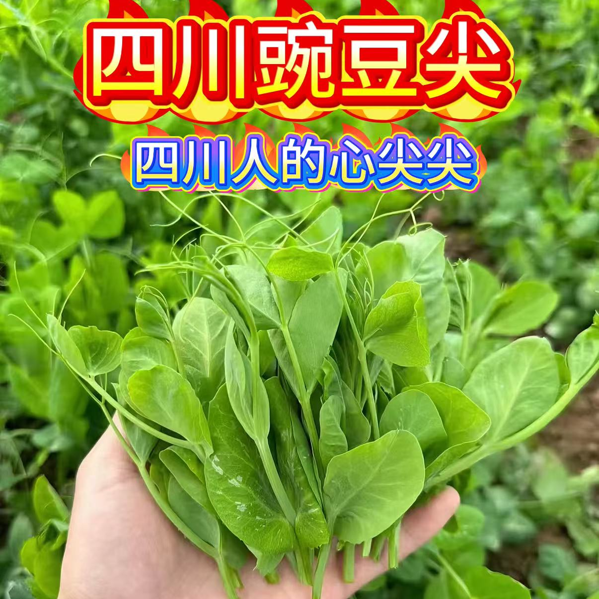 四川新鲜现摘豌豆尖时令蔬菜可煲汤炒菜凉拌火锅食材