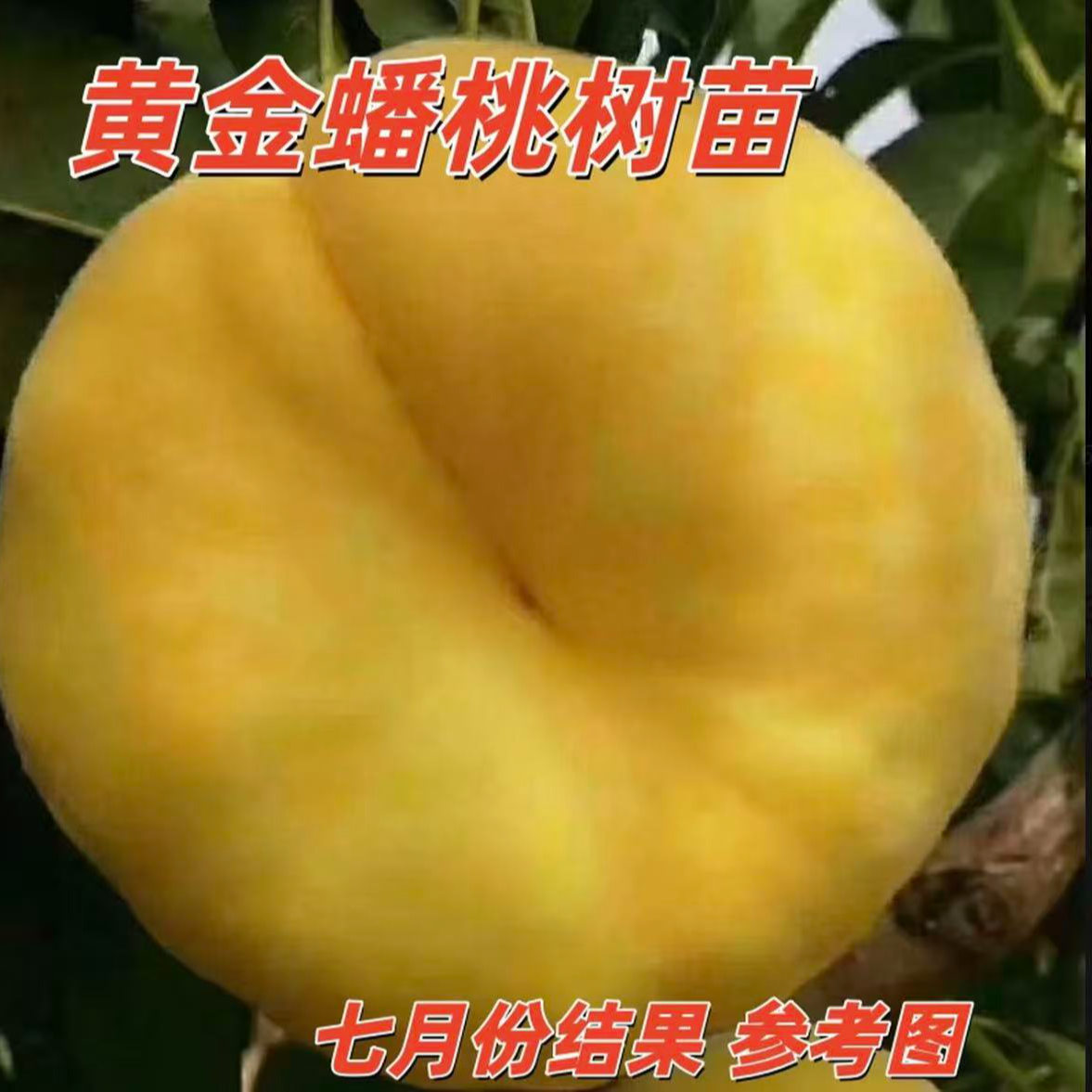 嫁接黄金蟠桃树苗大果桃树树苗南北方种植盆栽地栽果树苗当年结果