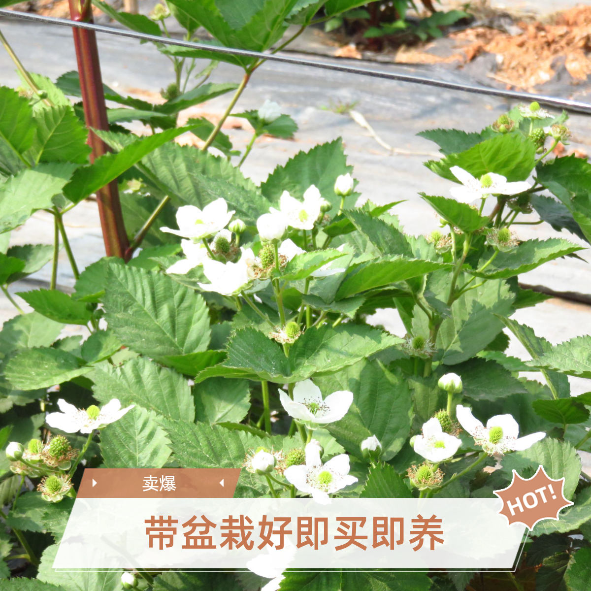【死了包赔】室内阳台批发绿植可盆栽地栽好养活龙吐珠
