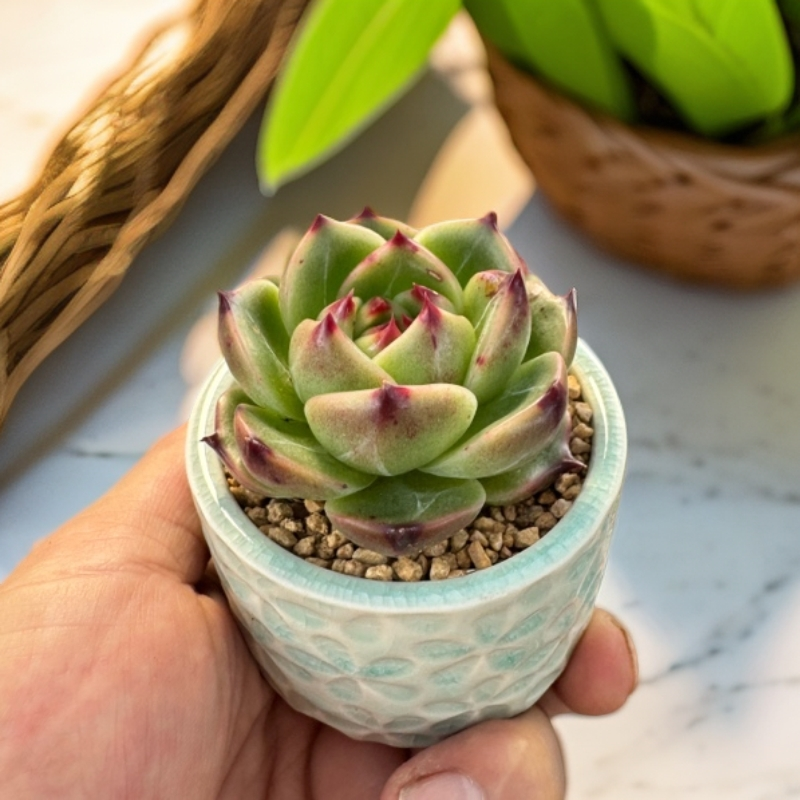 韩版蓝龙小多肉多种款式多肉植物盆栽好养防辐射适合室内办公摆放