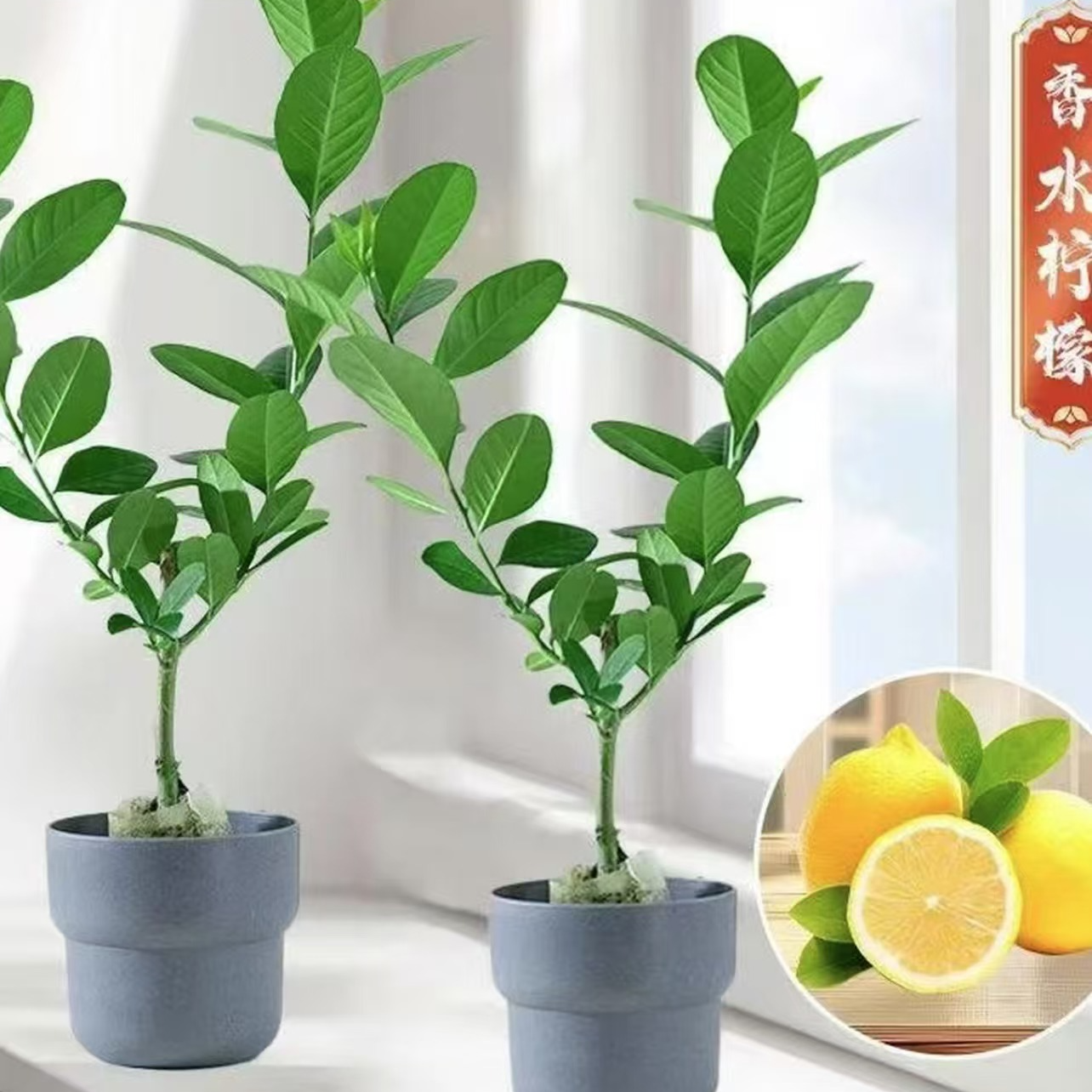 香水柠檬树盆栽大棵老桩可食用柠檬果树苗室内花阳台庭院四季绿植