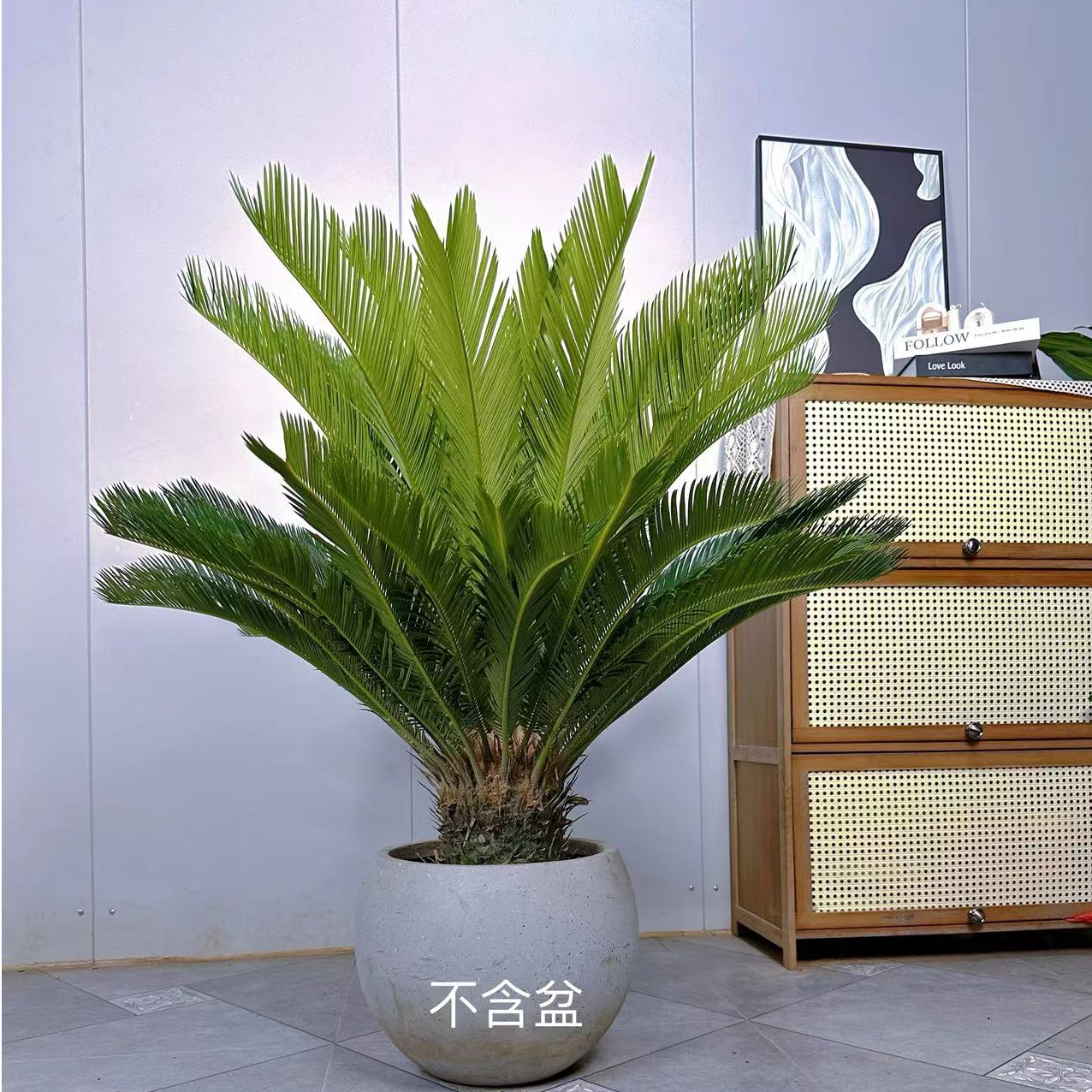 广州基地直销红头苏铁欧式风适合室内外养殖美观净化空气好养绿植