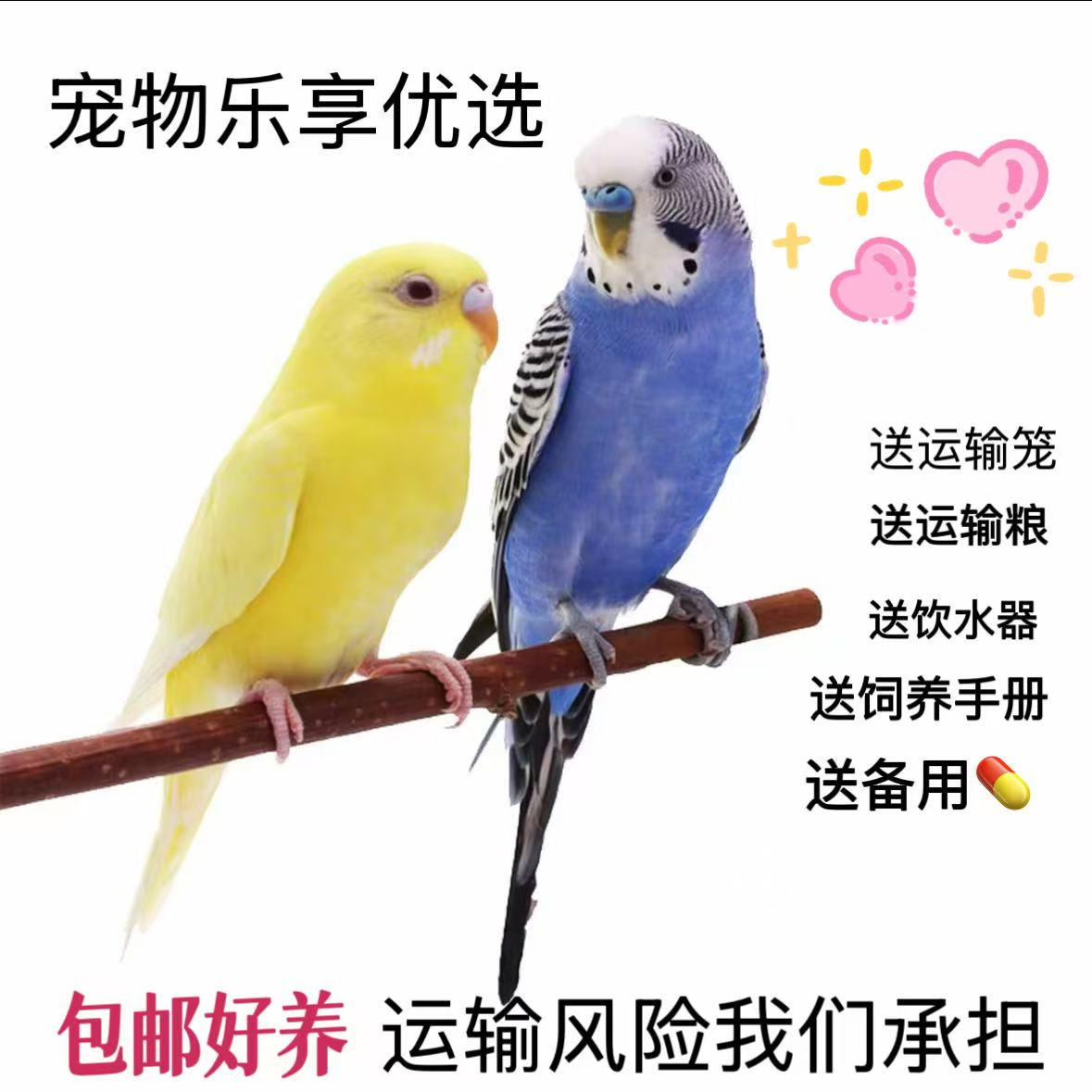 虎皮鹦鹉会学说话的鸟可繁殖观赏鸟活体包邮彩色手玩手养粘人