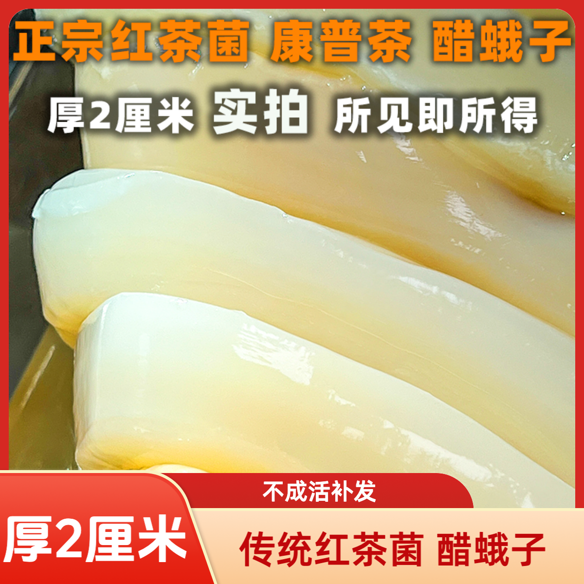 厚2厘米正宗传统红茶菌菌菇康普茶醋蛾子海宝菌胃宝菌