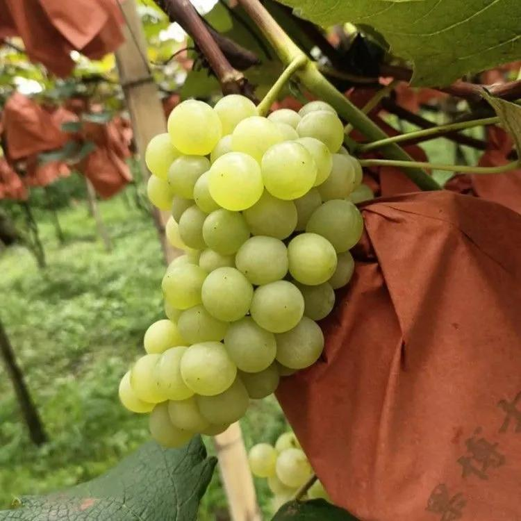 3年苗买一送一水晶葡萄树苗无核珍珠葡萄树苗南北方种植盆栽地栽