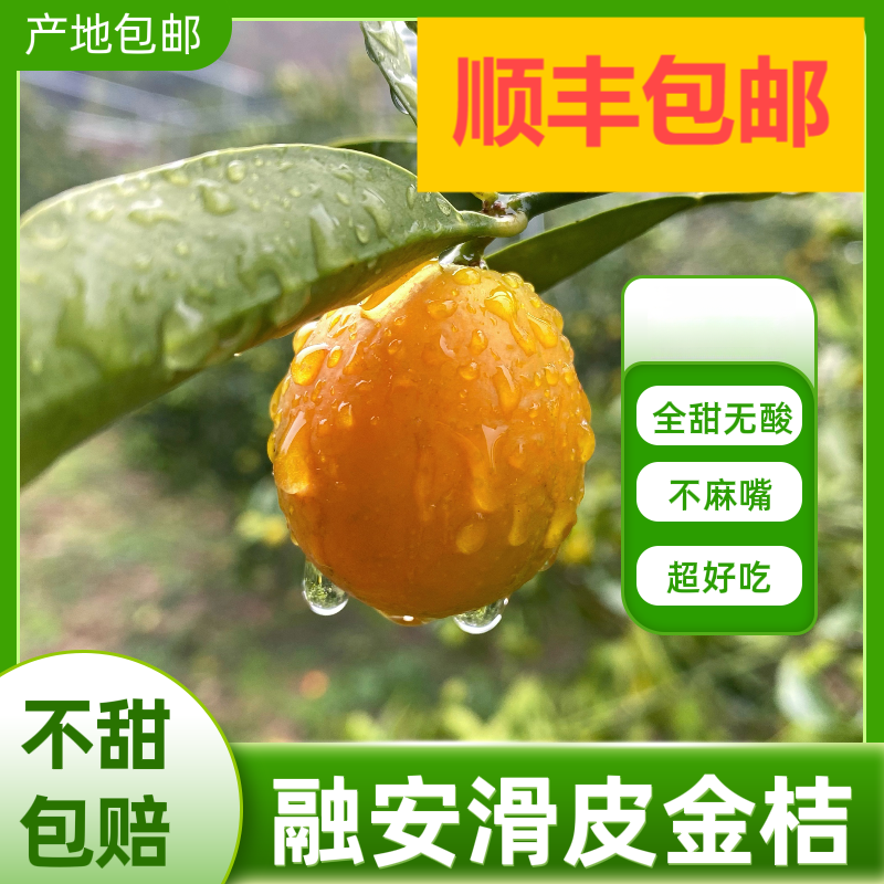 【第二代】融安滑皮金桔新鲜桔子应当季现摘水果蜜金柑桔纯甜带皮吃
