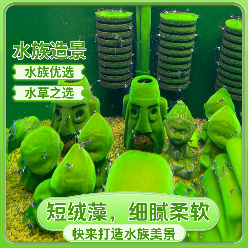 自繁育短绒藻长绒藻孢子引种藻种藻源摆件天然苏虾短绒藻引藻石