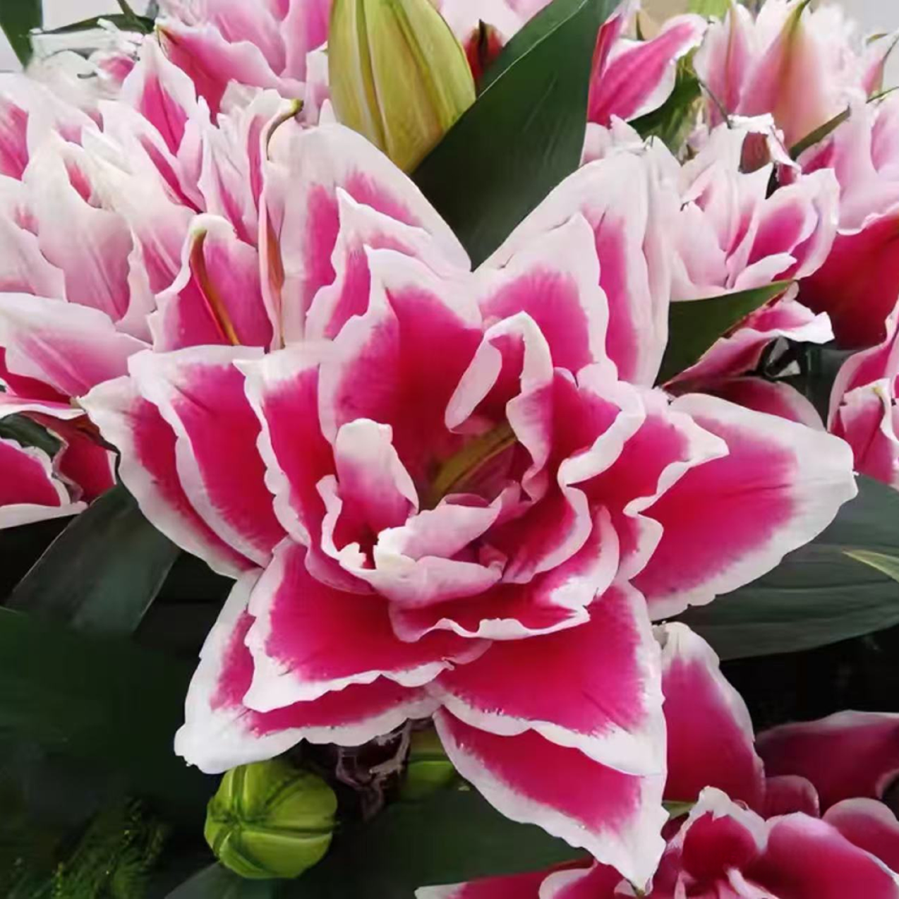 【新疆包邮】2颗 带芽香水百合种球 四季可种易活盆栽