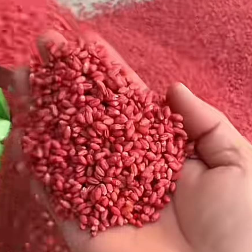 小麦苗齐苗壮【拌的瑞】