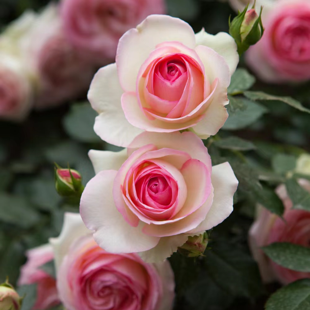 京东包邮1.6米左右粉色龙沙宝石爬藤大苗，