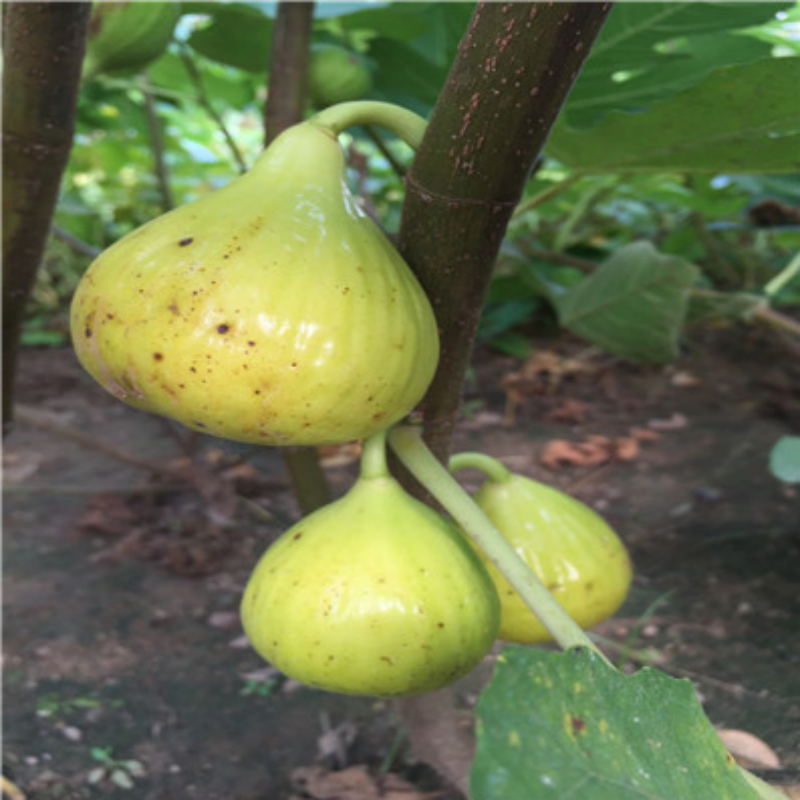2年苗买一送一】金傲芬无花果树苗南北方盆栽地栽波姬红无花果树苗