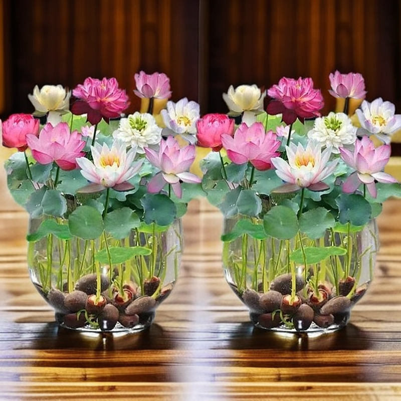 【碗莲种】水培植物室内绿植盆栽开口睡莲荷花水养花卉四季遇水即活