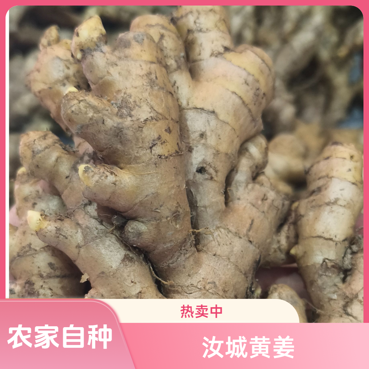 【汝城黄姜】宝南瑶族村农户自种黄姜小黄姜老黄姜生姜透骨香老姜