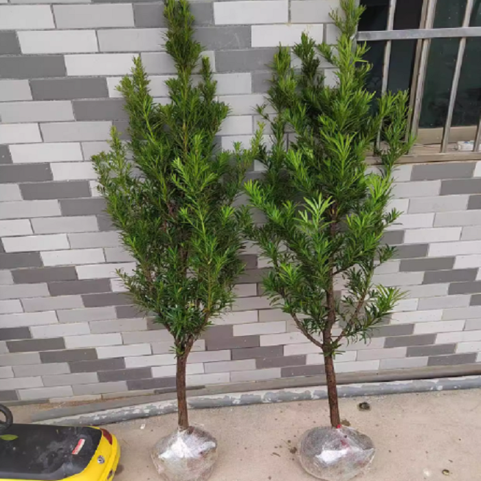 罗汉松树苗庭院地栽罗汉松小苗大叶罗汉松小苗别墅地栽树桩绿植