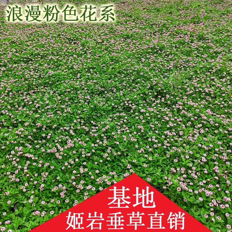 姬岩垂草耐踩踏地被植物开花草坪庭院耐热耐寒植物庭院花园造景