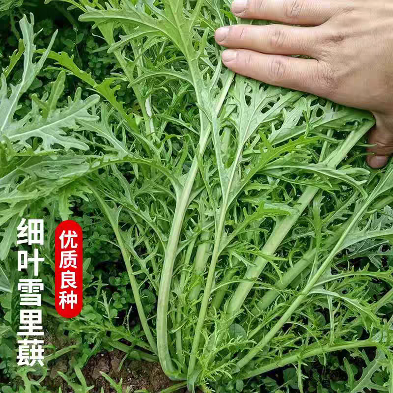 雪里蕻种子耐热耐寒夏播秋播雪菜细叶雪里红蔬菜种子阳台小院盆栽