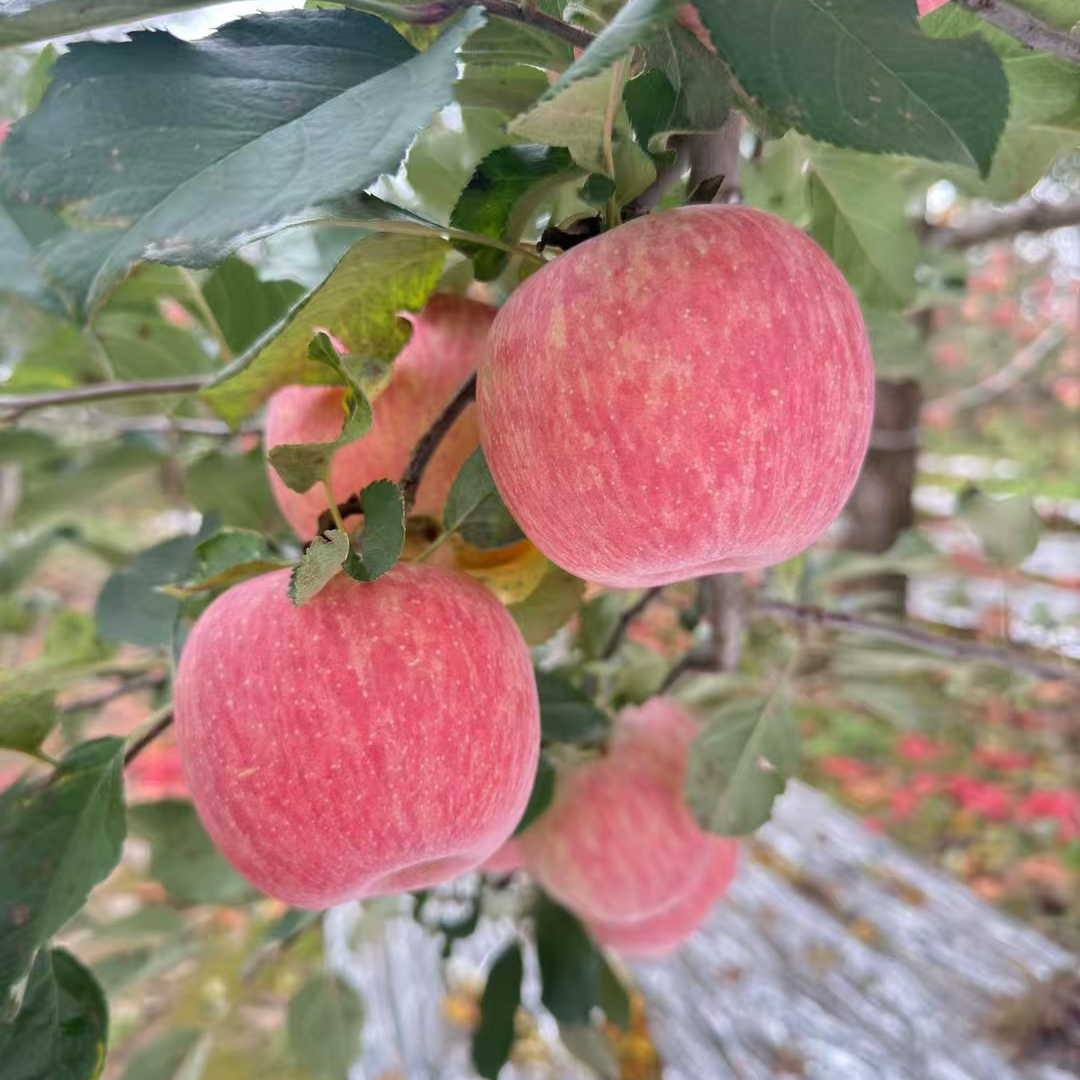 张哥李妹正宗陕西洛川苹果脆甜可口皮薄多汁坏果包赔