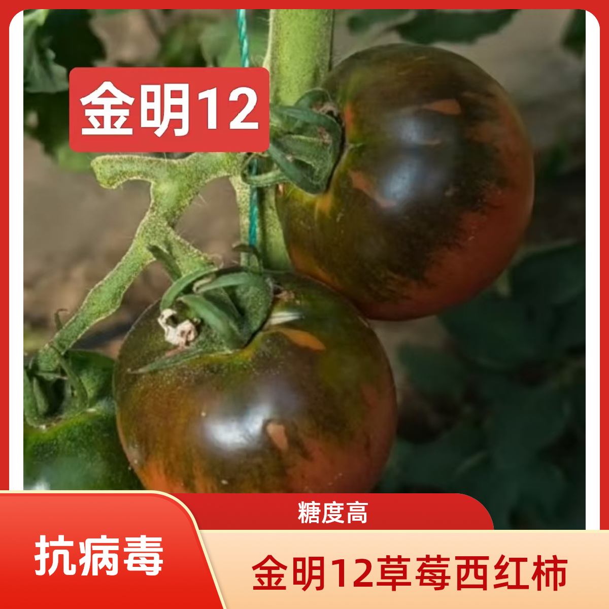 金明12高糖草莓西红柿50粒碱地柿子水果西红柿籽