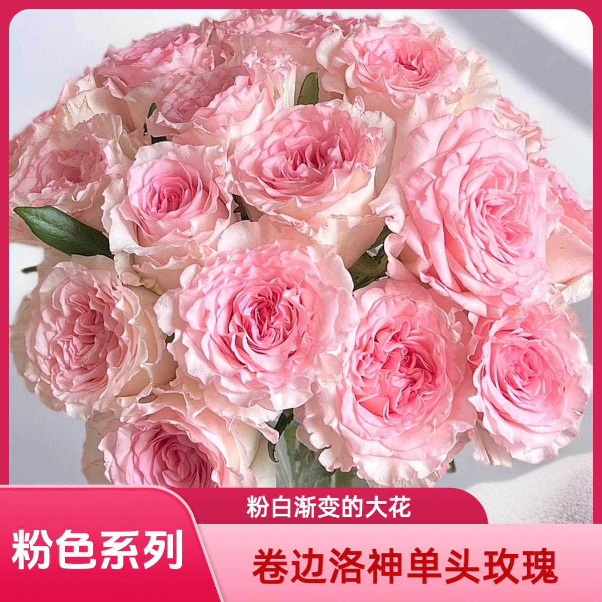 【AAA级洛神单头玫瑰】粉色卷边的粉花中花魁，大花甜香沁人心脾