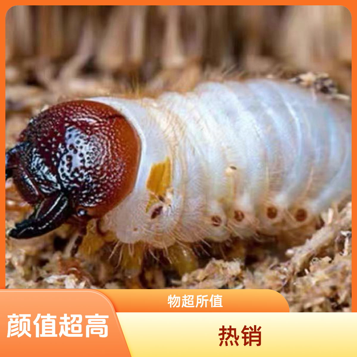 买幼虫送饲养木屑独角仙甲虫3龄幼虫包活包邮超大幼虫独角仙超值