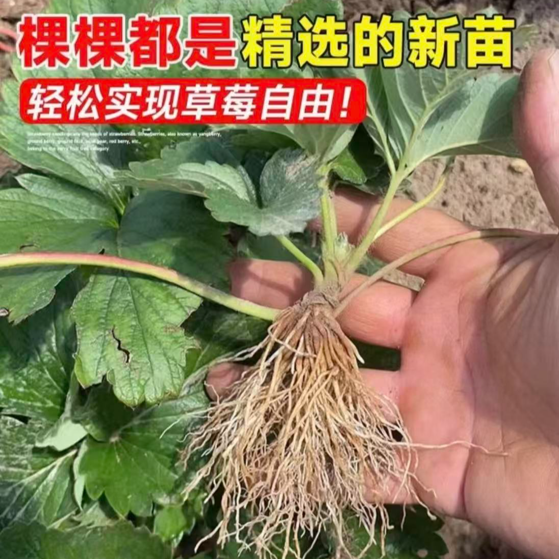 【基地直发】包对版草莓苗草莓基质苗四季带土草莓苗阳台盆栽草莓苗