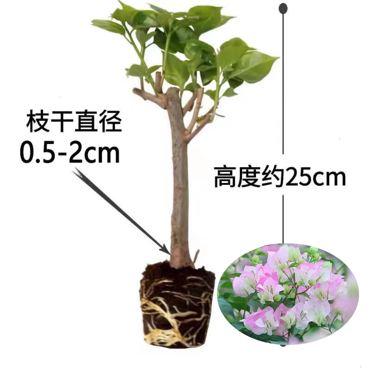 丹【买3棵送1棵】三角梅四季开花基地直发三角梅苗盆栽勤花爬藤阳台