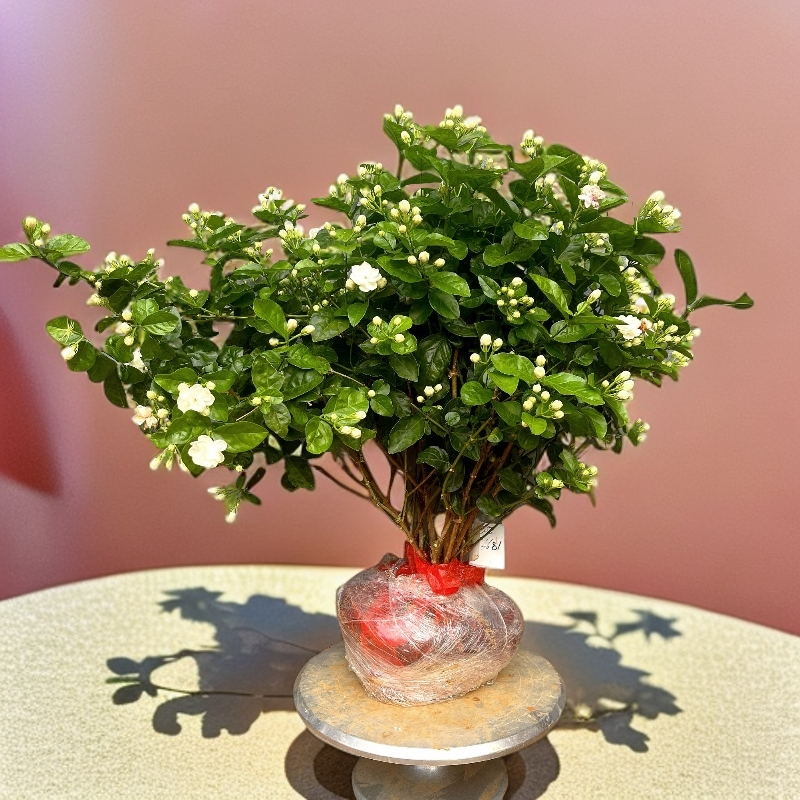带花苞茉莉苗横县重瓣茉莉花四季直播卖花可地栽阳台花卉盆栽