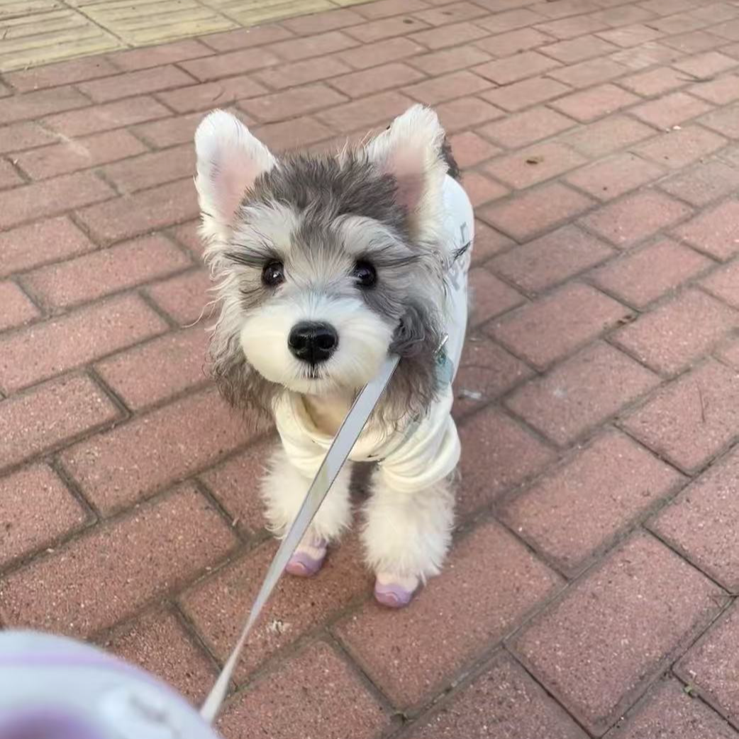 宠物雪纳瑞小狗萨摩耶高端萌宠格罗安达犬棉花宠物狗