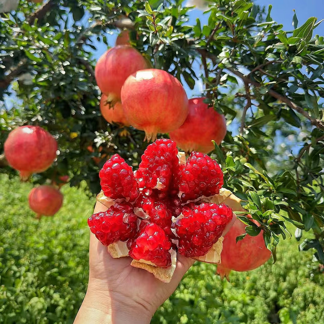 四川会理软籽石榴新鲜当季水果鲜甜多汁饱满无籽