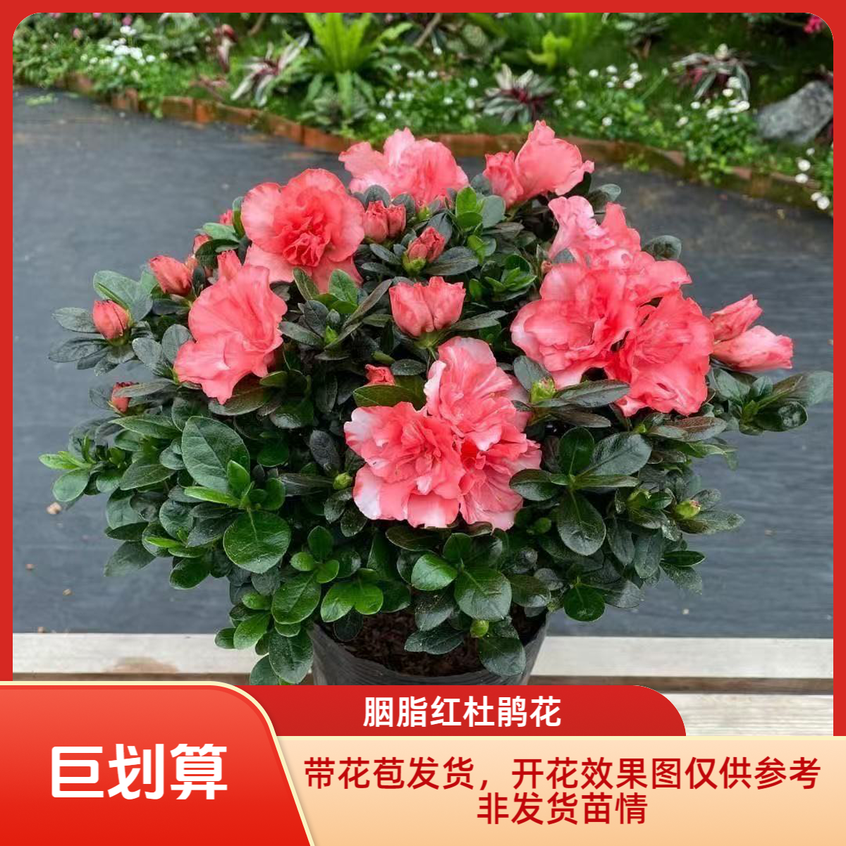《胭脂红》杜鹃花好养易活四季开花室内室外盆栽地栽基地发原盆原土